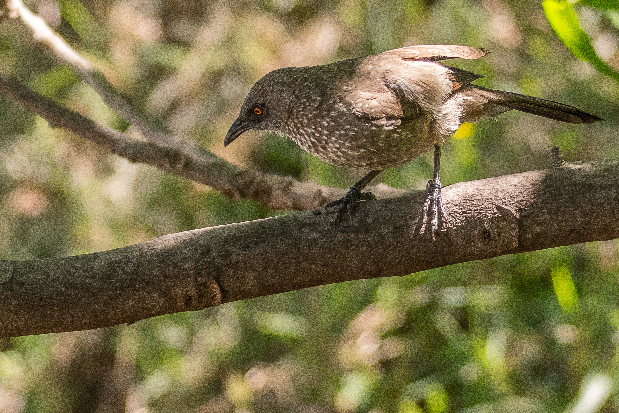 Cratérope fléché adulte (Arrow-marked babbler, Turdoides jardineii), Chobe Game Lodge, Botswana.